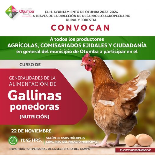 1667775132 Si tienes emprendimiento de Gallinas Ponedoras en casa o las