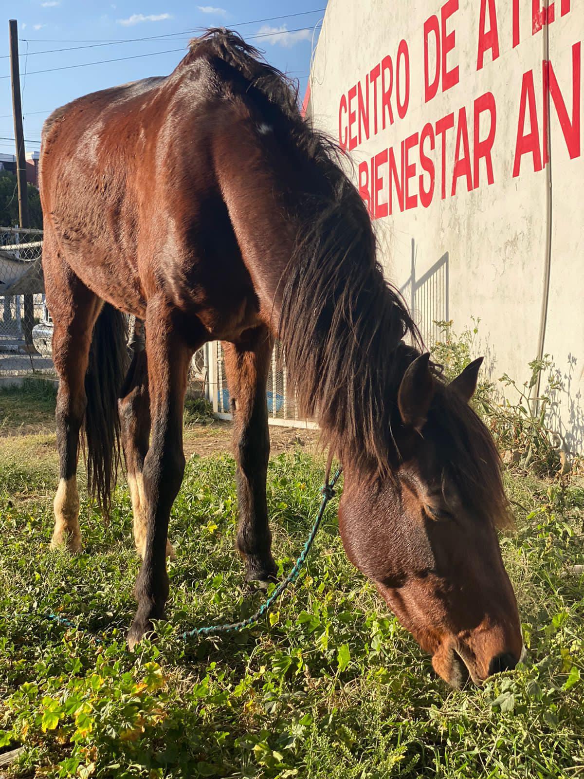 1667910261 Personal de la Unidad de Control y Bienestar Animal rescato