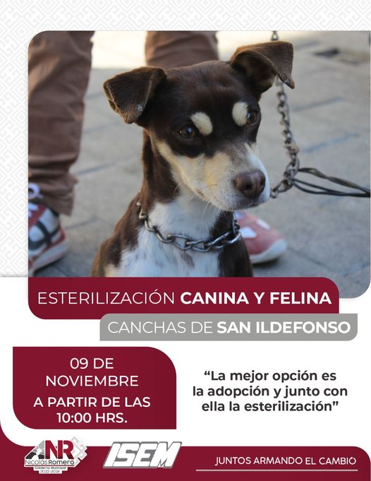 1667947700 Este 9 de noviembre nuestra Jornada de esterilizacion GRATUITA visitara