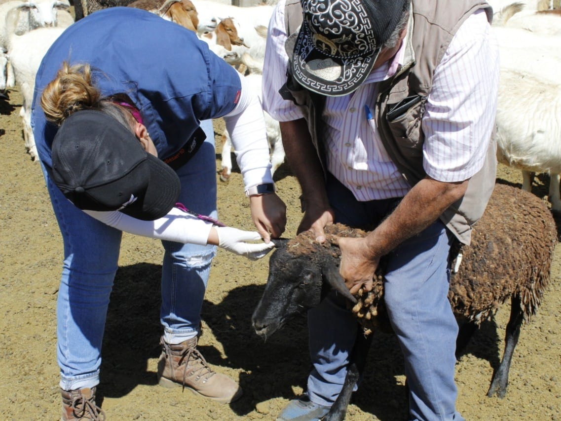 1668000564 636 CAMPANA PARA EL CONTROL DE LA GARRAPATA EN BOVINOS OVINOS