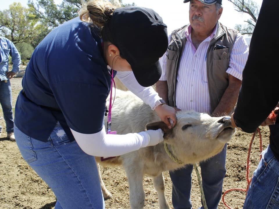 1668000573 CAMPANA PARA EL CONTROL DE LA GARRAPATA EN BOVINOS OVINOS