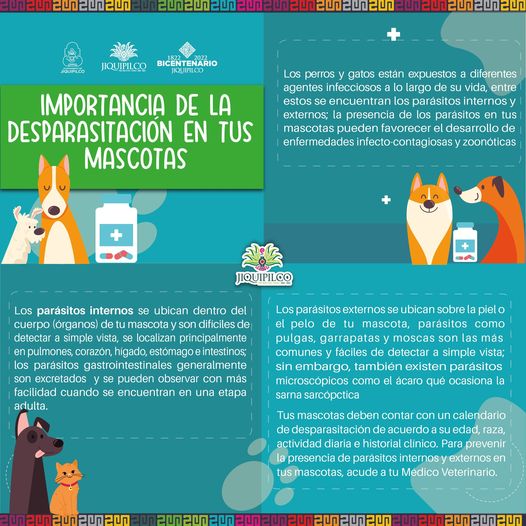 1668013999 Es muy importante desparasitar a tus mascotas para prevenir la