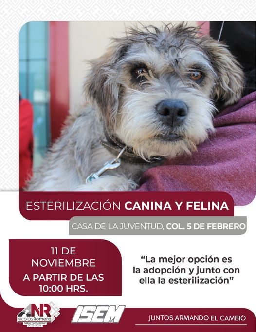 1668101300 Trae a tu mascota a la casa de la Juventud