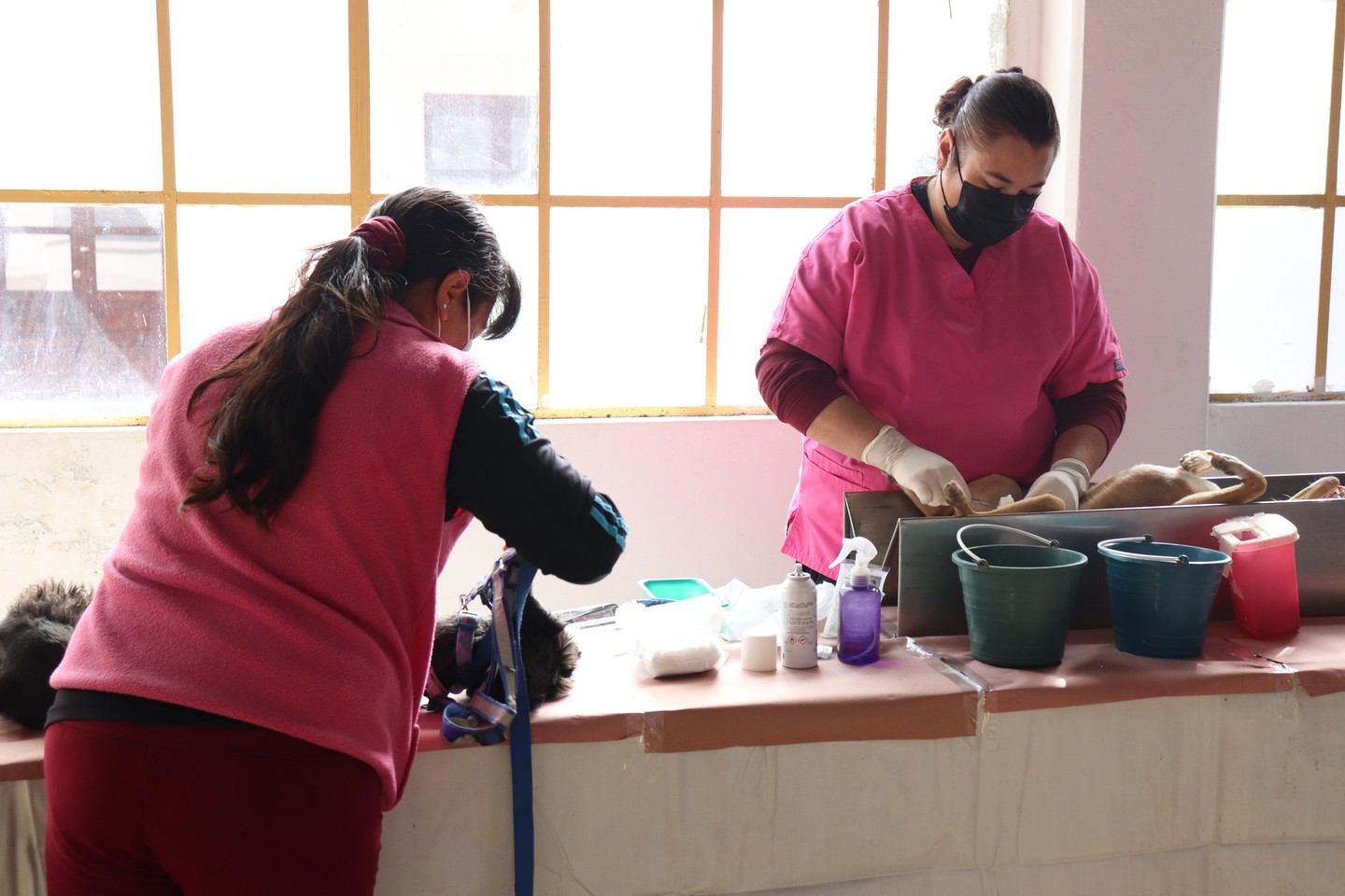 1668101427 867 El dia de hoy llevamos a cabo Esterilizacion Canina y