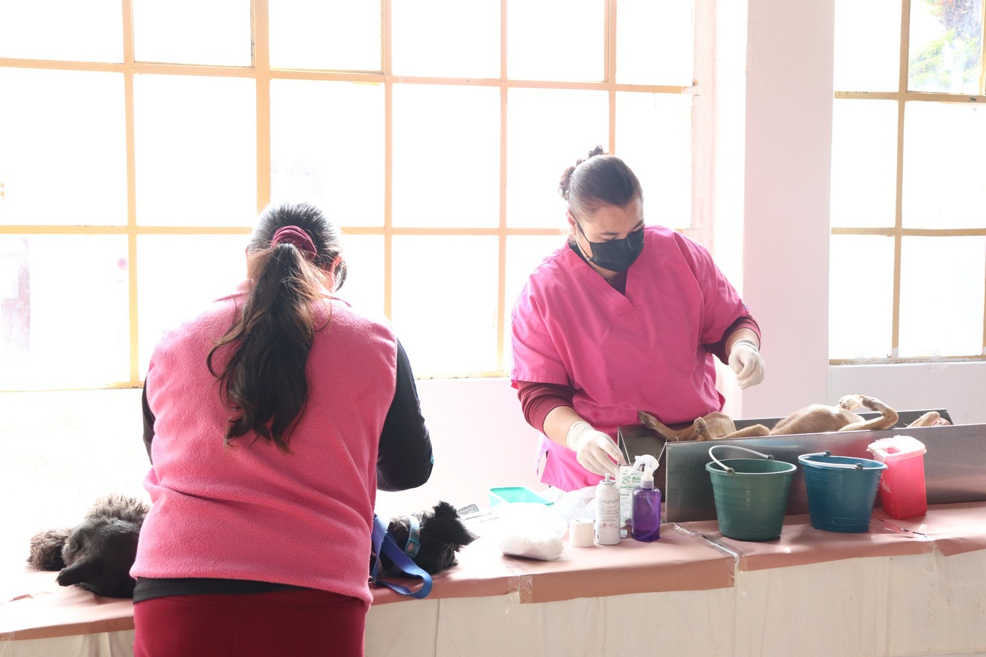 1668101434 El dia de hoy llevamos a cabo Esterilizacion Canina y