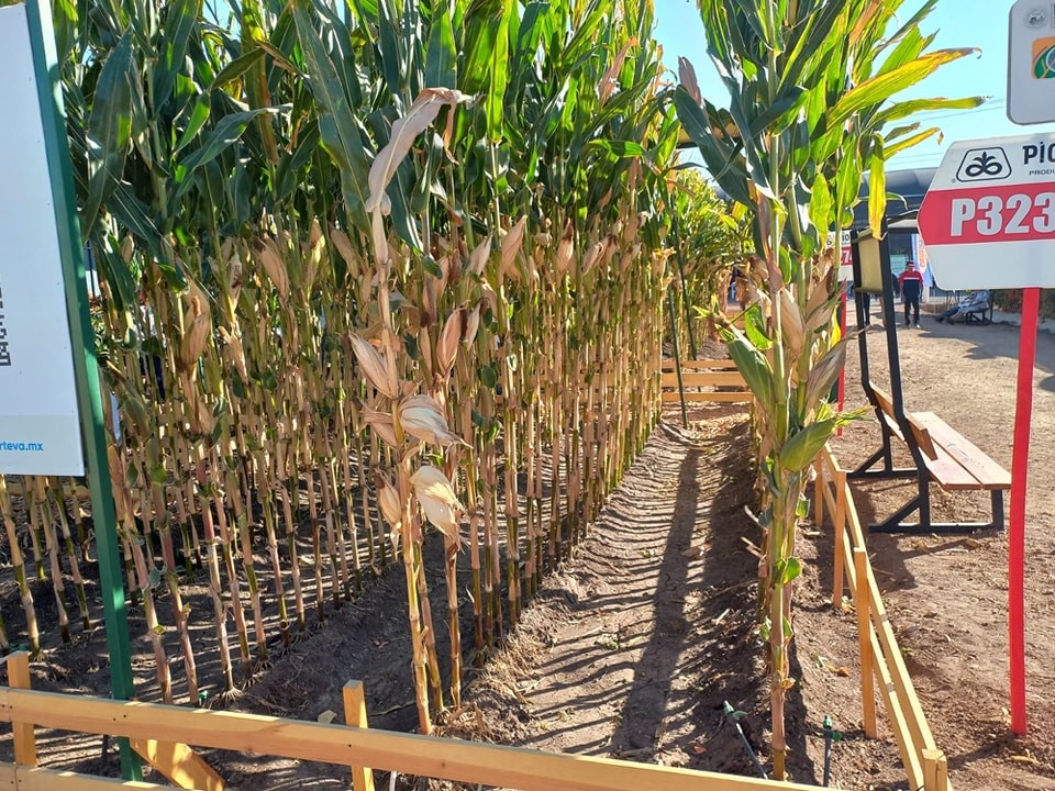 1668119750 15 El dia de ayer 60 productores agropecuarios del municipio de