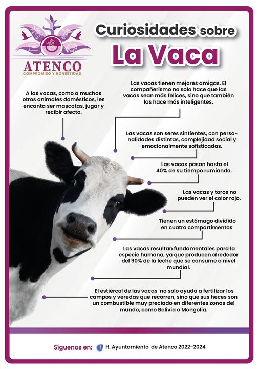 1668352542 VACA ALGUNAS CURIOSIDADES