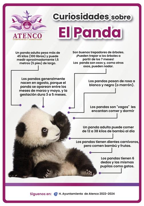 1668427631 PANDA ALGUNAS CURIOSIDADES