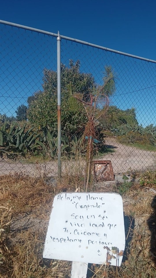 1668531069 127 La Direccion de Ecologia municipal supervisa los arboles plantados durante