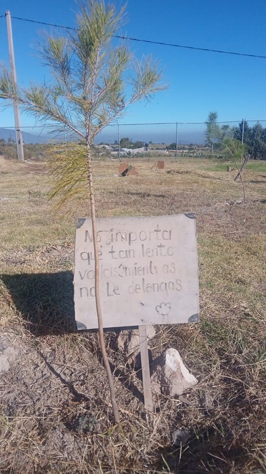 1668531070 409 La Direccion de Ecologia municipal supervisa los arboles plantados durante