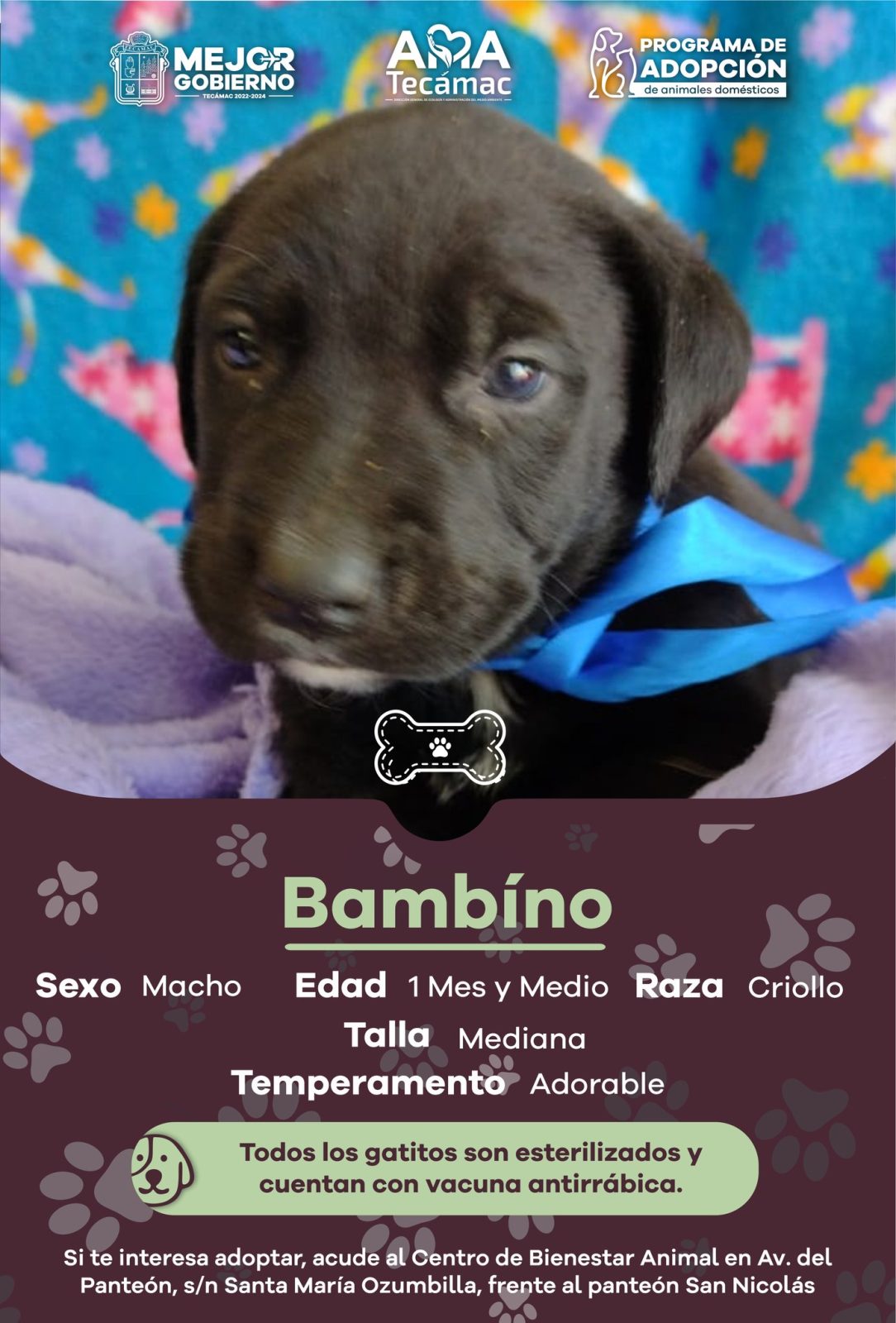 1668538019 475 ¿Te interesa adoptar Estos son nuestros candidatos a AdopcionResponsable