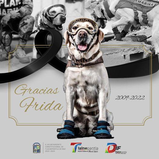 1668604174 Hoy despedimos a una heroina canina que participo activamente en