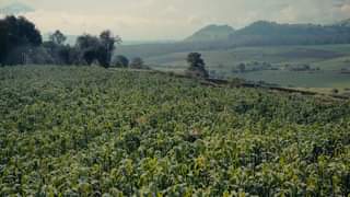 1668634251 Si eres productor agricola ganadero o forestal mantente pendiente