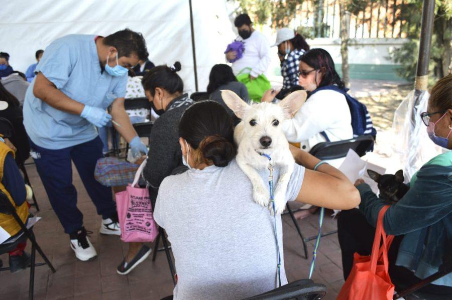 1668862807 30 CHIMALHUACAN PROMUEVE EL BIENESTAR ANIMAL CON ESTERILIZACIONES ATENCION MEDICA