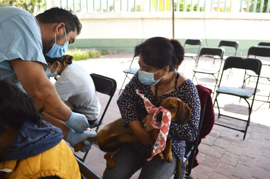 1668862807 877 CHIMALHUACAN PROMUEVE EL BIENESTAR ANIMAL CON ESTERILIZACIONES ATENCION MEDICA