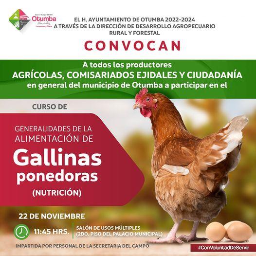 1669120413 Manana Si tienes emprendimiento de Gallinas Ponedoras en casa