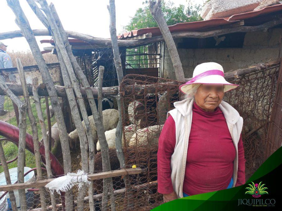 1669150754 600 La campana de vacunacion de ganado que se esta llevando