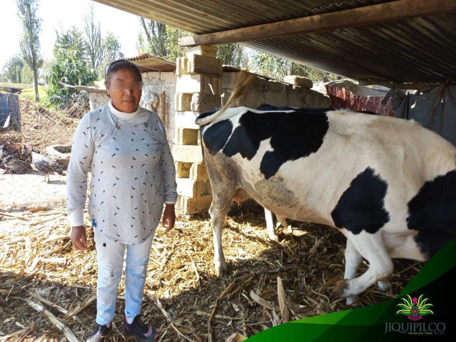 1669150754 712 La campana de vacunacion de ganado que se esta llevando