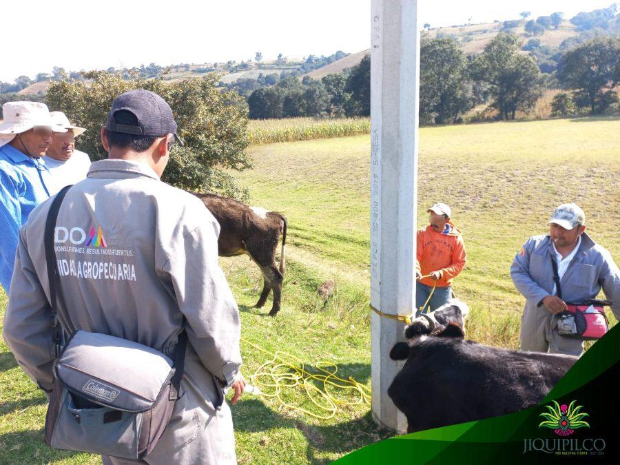 1669150765 La campana de vacunacion de ganado que se esta llevando