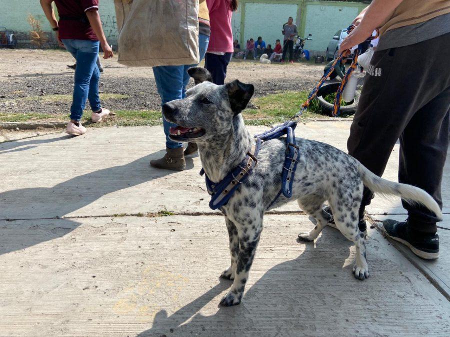 1669153175 Unidad de Proteccion Animal Valle de Chalco A traves