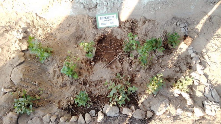 1669158544 463 INSTAURAN JARDIN DE PLANTAS MEDICINALES EN PREESCOLAR DE CHIMALHUACAN