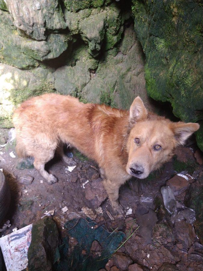 1669159401 329 Se atiende reporte de rescate de un perro que cayo