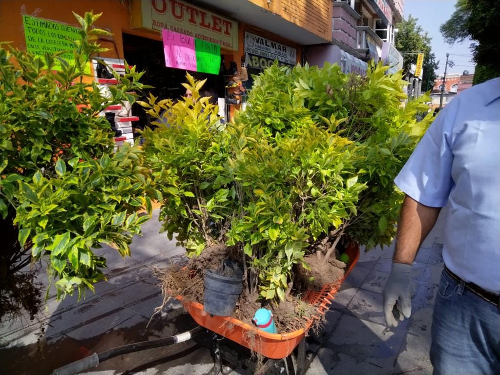 1669301678 212 REALIZAN REUBICACION DE PLANTAS DURANTA PARA CUIDADO Y PRESERVACION DE