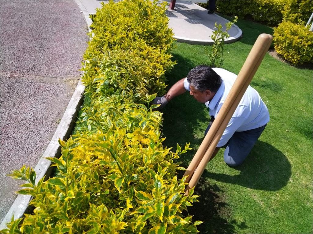 1669301678 816 REALIZAN REUBICACION DE PLANTAS DURANTA PARA CUIDADO Y PRESERVACION DE