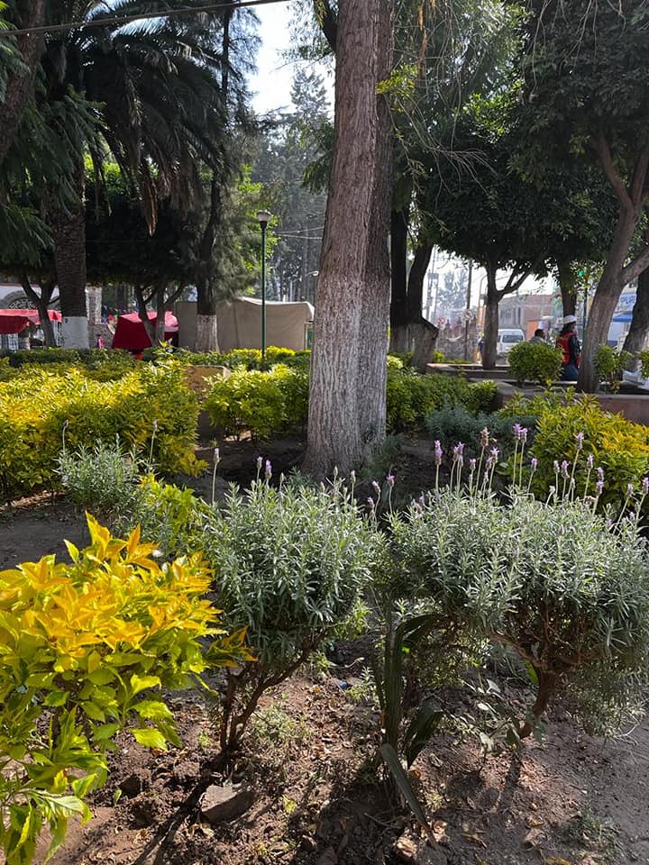 1669301688 REALIZAN REUBICACION DE PLANTAS DURANTA PARA CUIDADO Y PRESERVACION DE