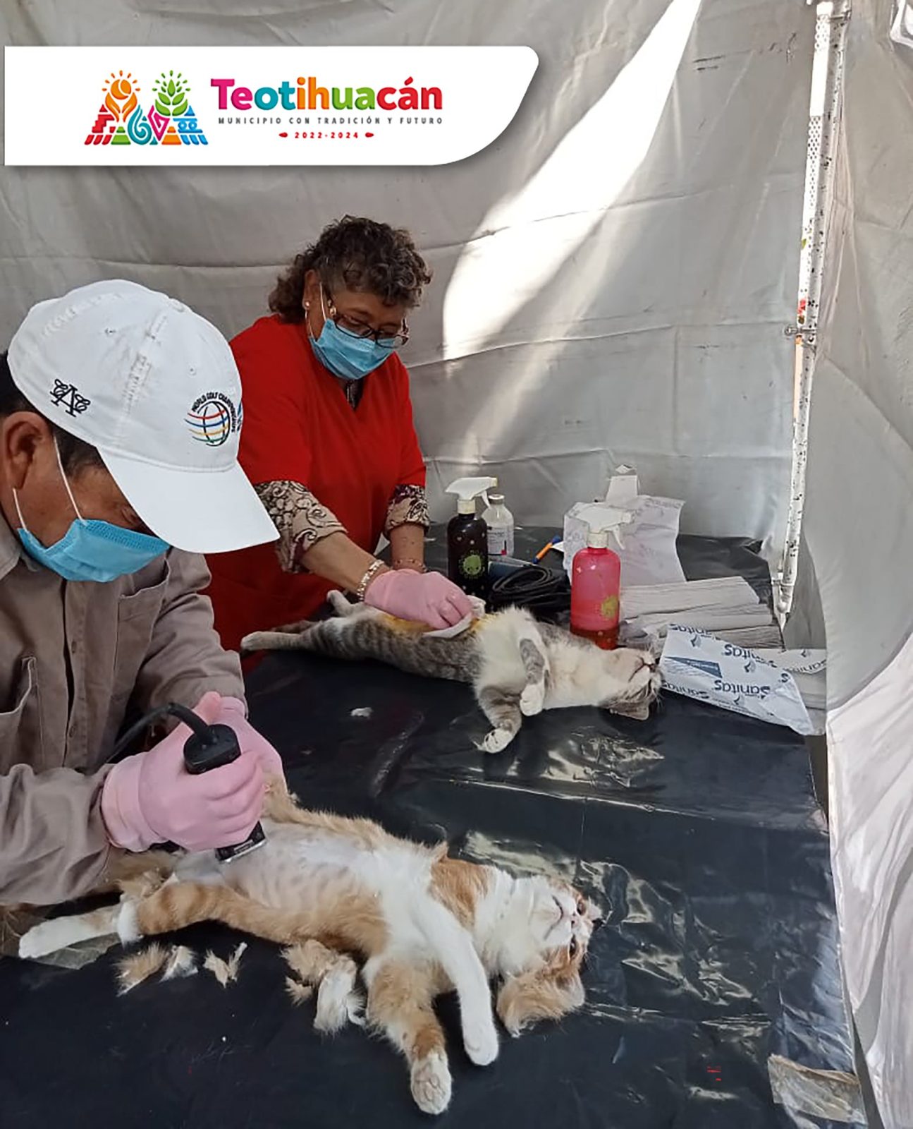 1669314888 398 Finalizamos la Jornada de esterilizacion gratuita en la comunidad de