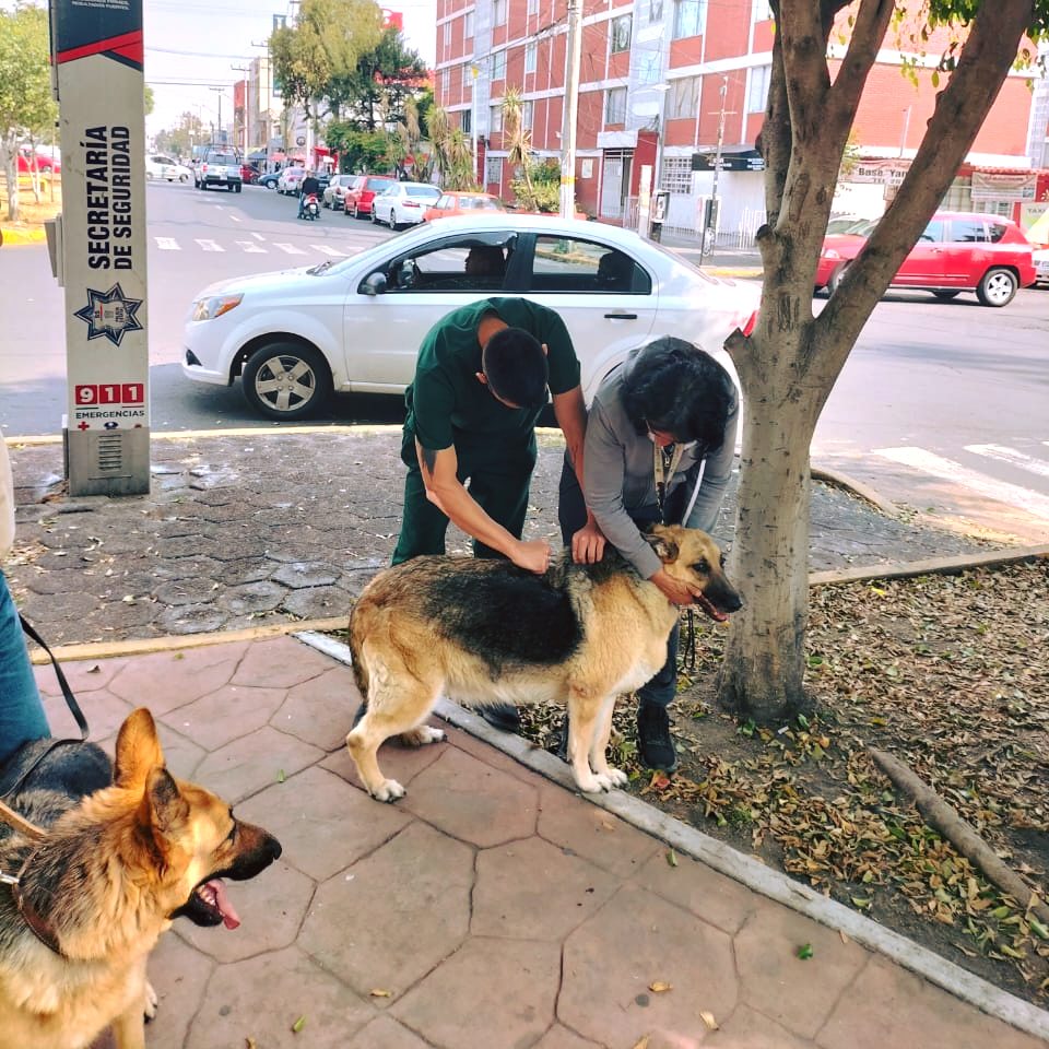 1669330334 254 Vacunar a nuestras mascotas contra la Rabia es cuidar de