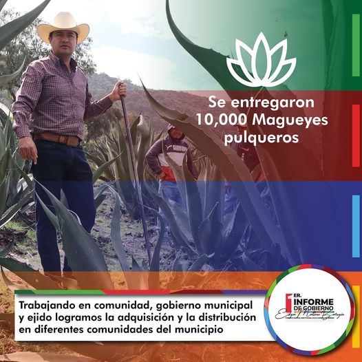 1669811553 Gestionamos mas de 10000 PLANTAS de maguey pulquero realizando una