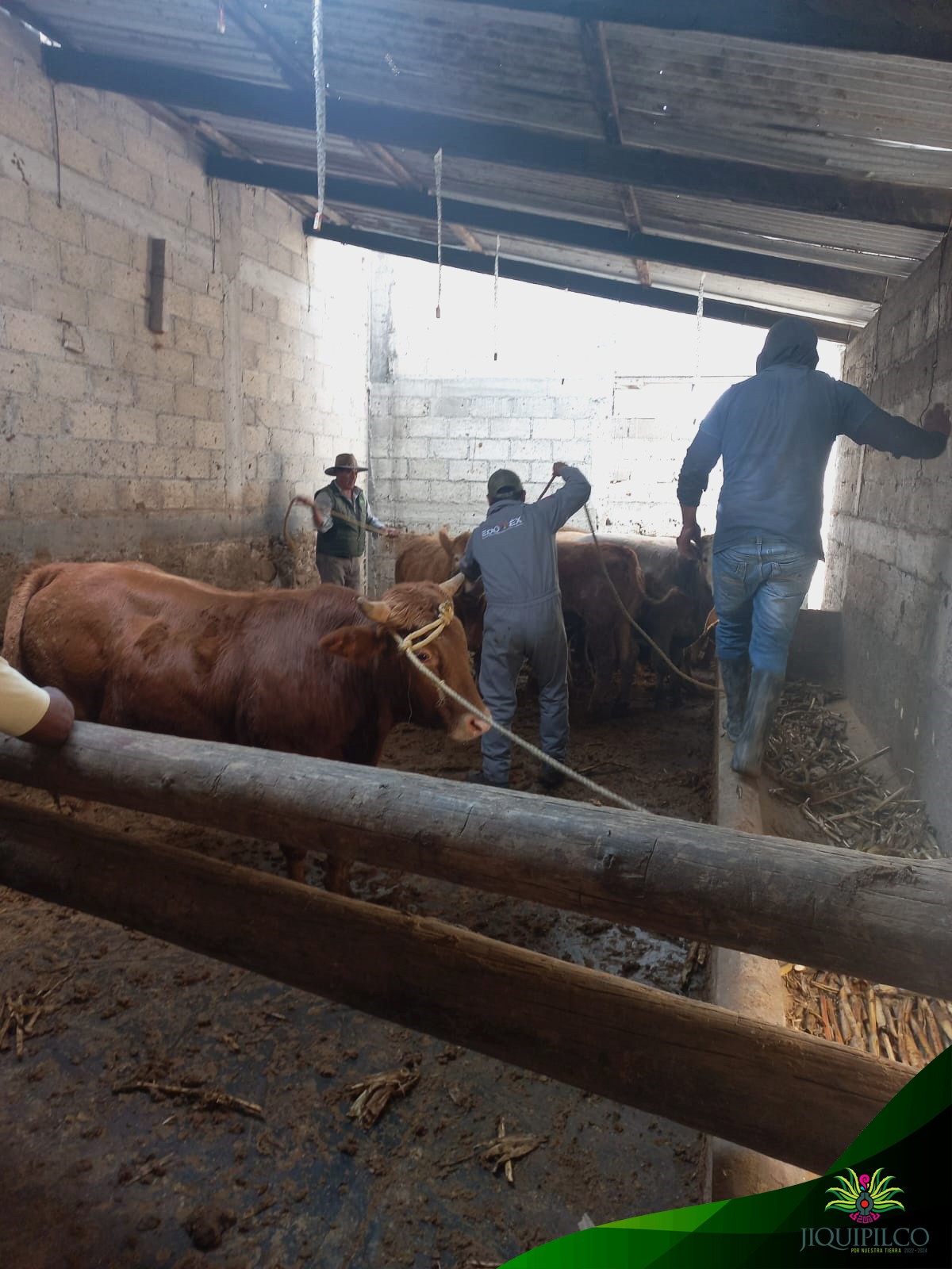 1669834403 957 La campana de vacunacion de ganado en la comunidad de