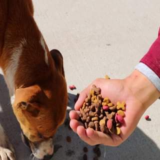 Agradecemos a los tecamaquenses que en este mes adoptaron un