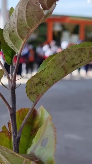 SembrandoVida cuidando el MedioAmbiente