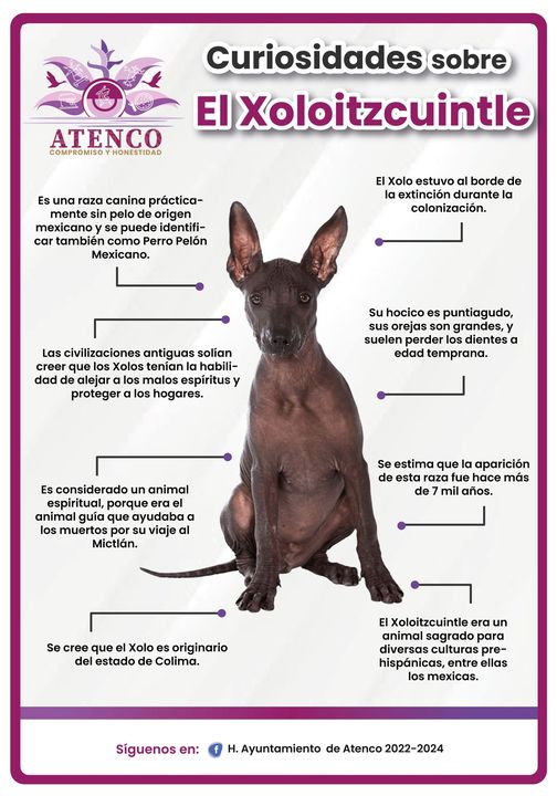 XOLOITZCUINTLE ALGUNAS CURIOSIDADES