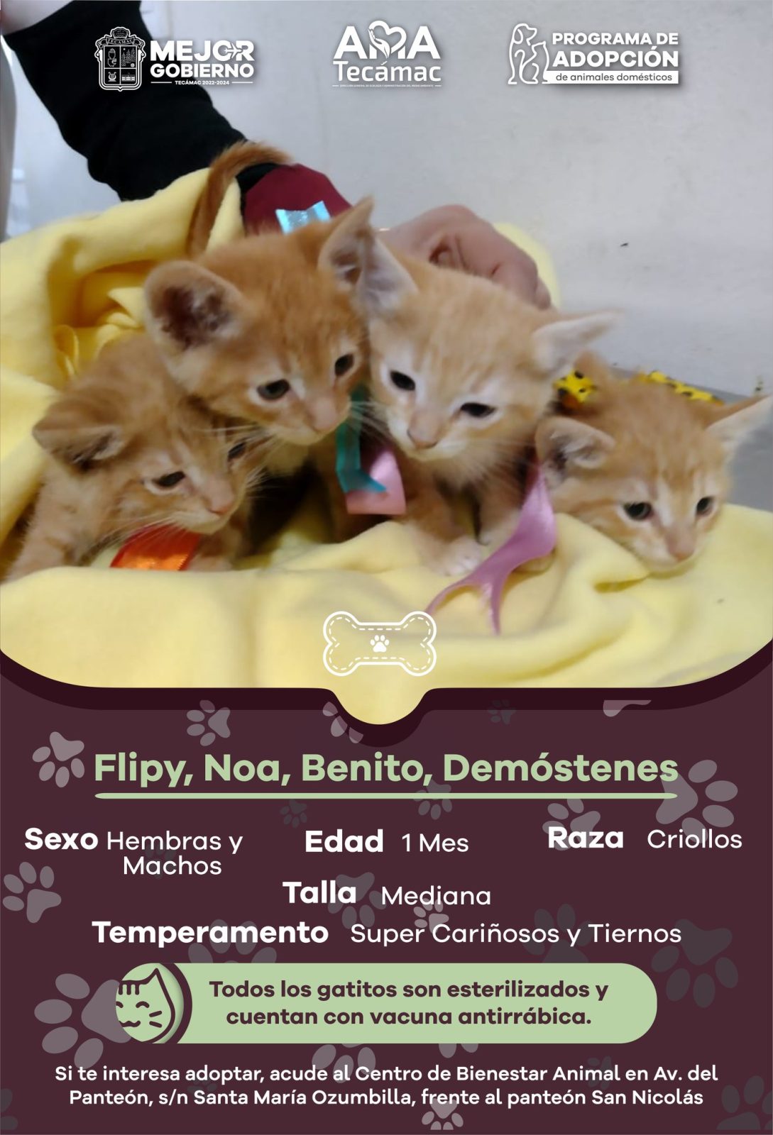 ¿Te interesa adoptar Estos son nuestros candidatos a AdopcionResponsable