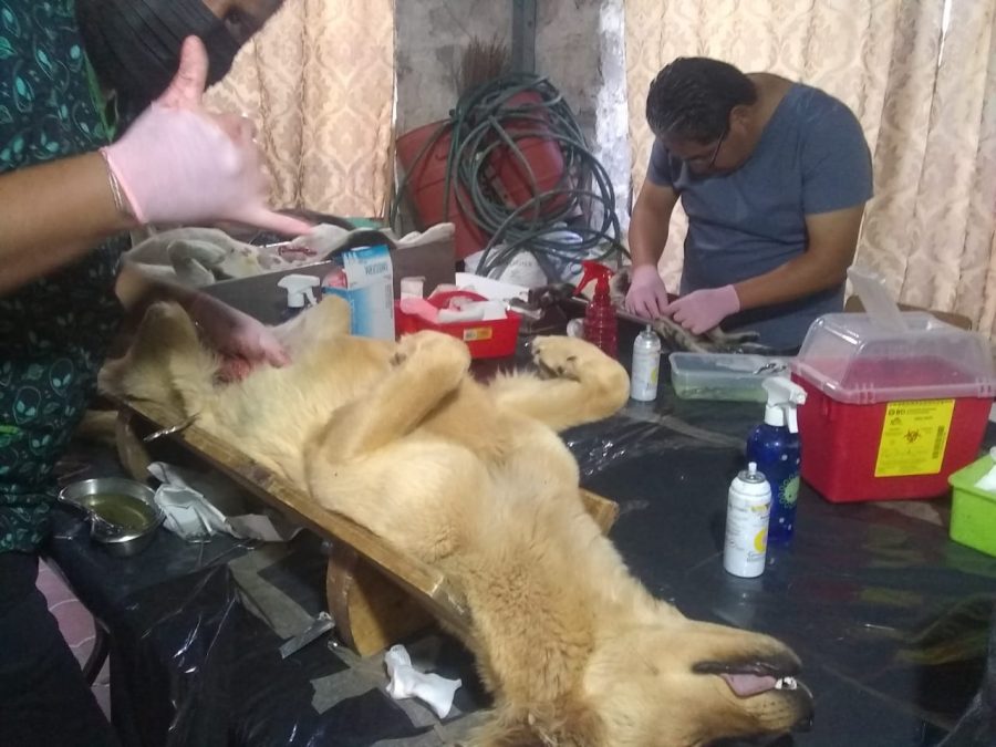 1669920765 379 El dia de ayer se realizo la Jornada de Esterilizacion