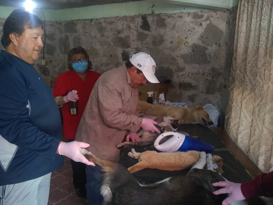 1669920770 El dia de ayer se realizo la Jornada de Esterilizacion