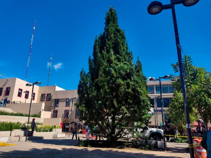 1669928853 El arbol de navidad ya esta instalado en la