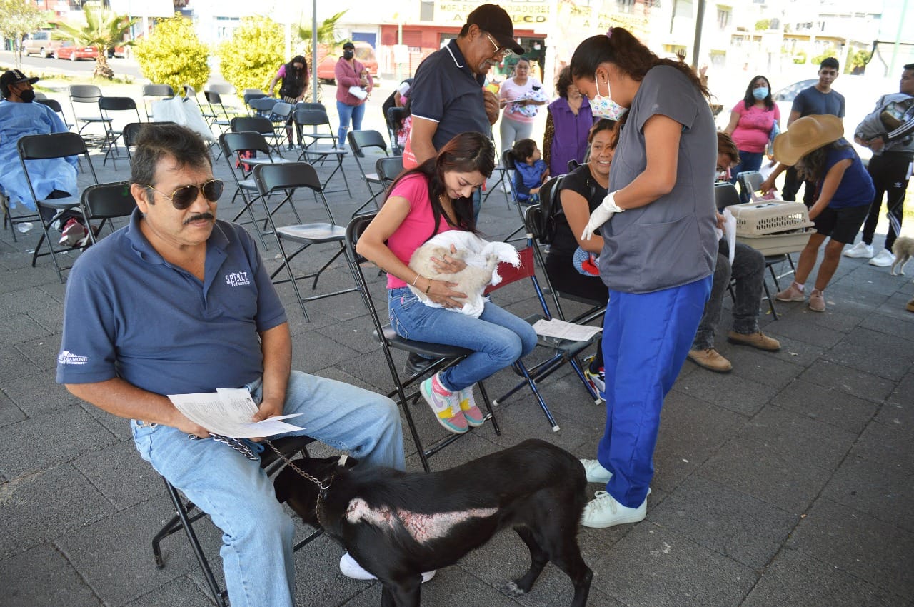 1670536128 6 GOBIERNO DE CHIMALHUACAN ESTERILIZA 200 CANINOS Y FELINOS EN BARRIO