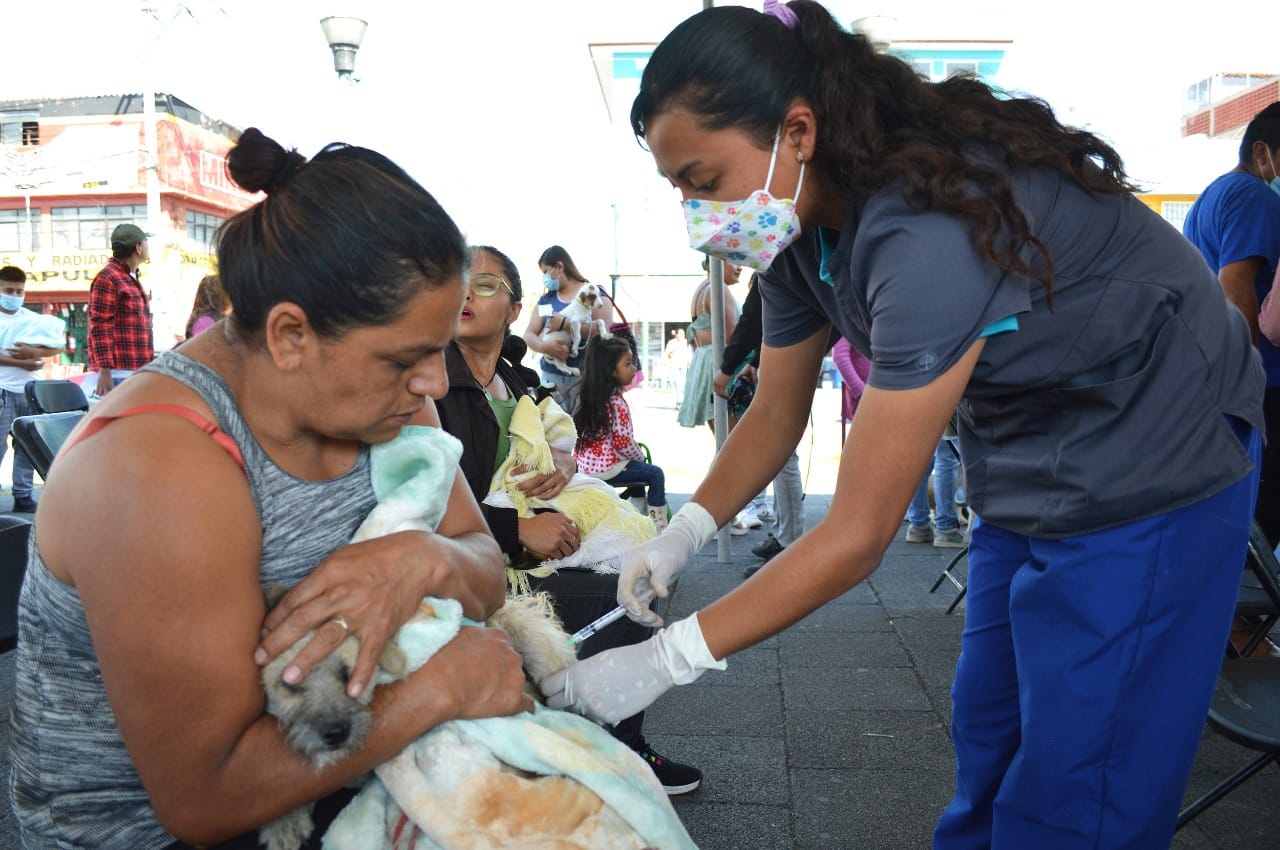 1670536128 906 GOBIERNO DE CHIMALHUACAN ESTERILIZA 200 CANINOS Y FELINOS EN BARRIO