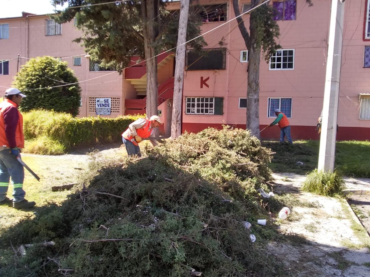 1671143487 481 Los companeros de podas y derribos que presta la Direccion