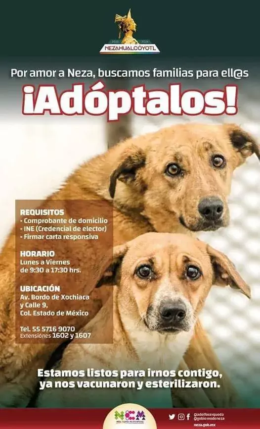 Adopcion PorAmorANezabuscamos familias para jpg