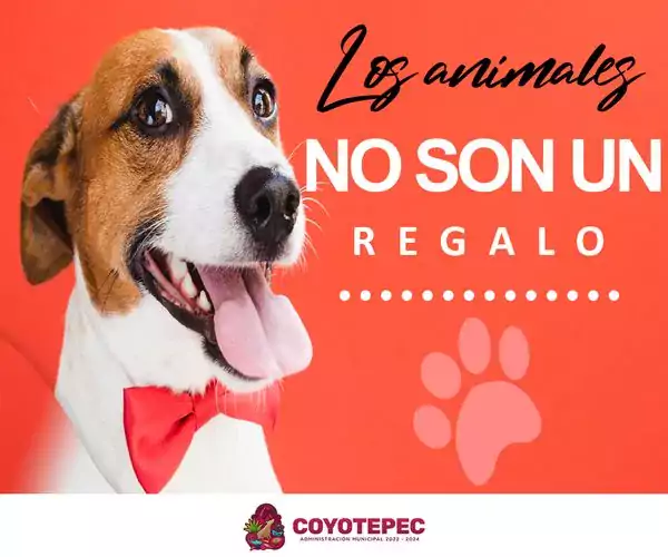 CuidadoAnimal Un animal es una responsabilidad enorme no compres animales jpg