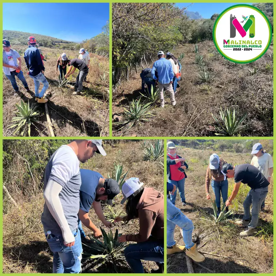 En conjunto con la Direccion de Fomento Agropecuario de Malinalco jpg