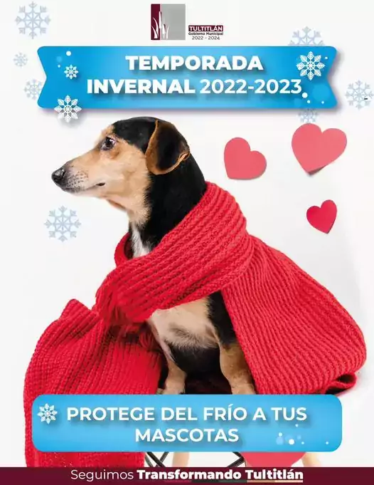 En esta TemporadaInvernal protege del frio a tus mascotas SeguimosTransfor jpg