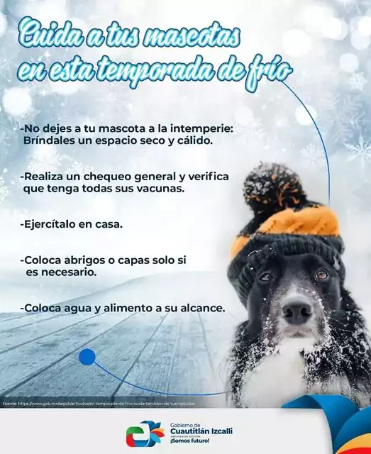 La salud de las mascotas es nuestra responsabilidad jpg