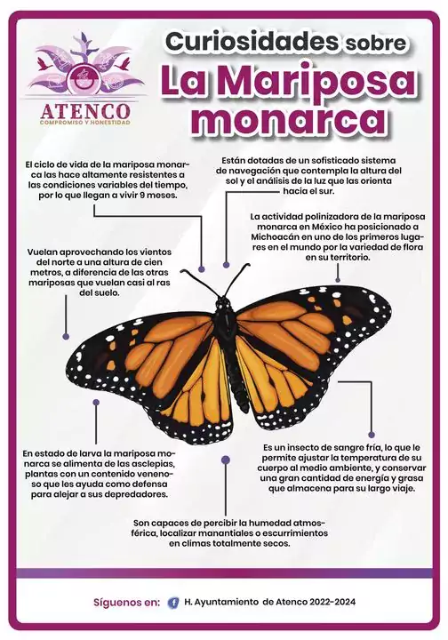 MARIPOSA MONARCA ALGUNAS CURIOSIDADES QUE TIENES QUE SABER jpg