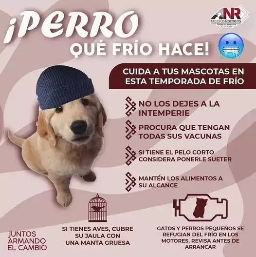 Si tienes mascotas protegelas del frio jpg